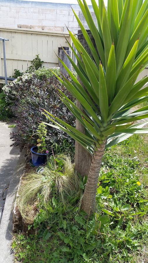 אואהמרו Empire Hotel Backpackers מראה חיצוני תמונה